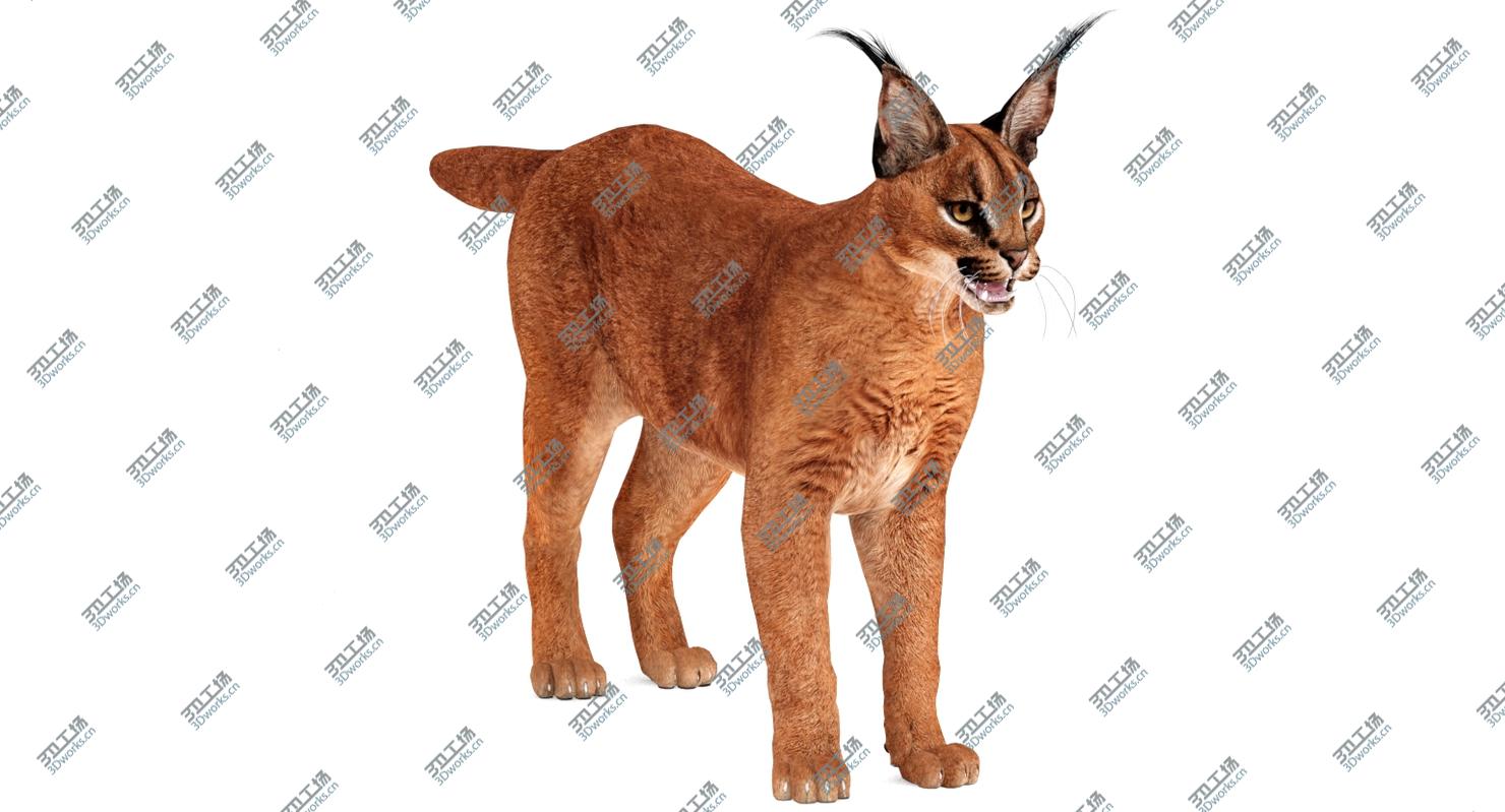 images/goods_img/202104091/Caracal 3D/2.jpg